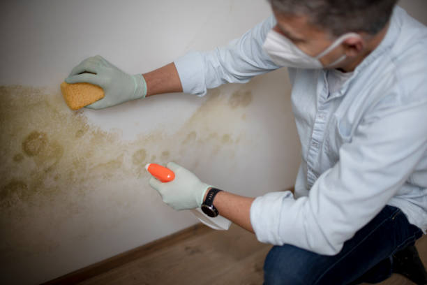 Best DIY Mold Remediation Support Services in Granite Quarry, NC