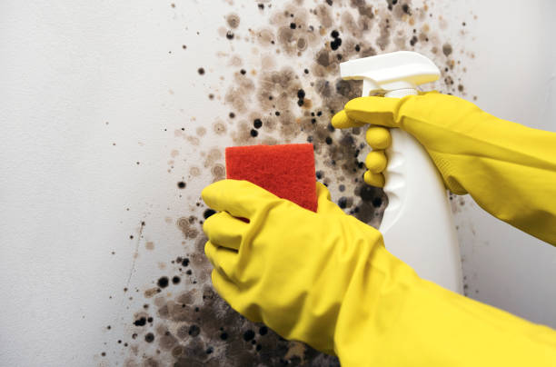 Best Residential Mold Remediation in Granite Quarry, NC