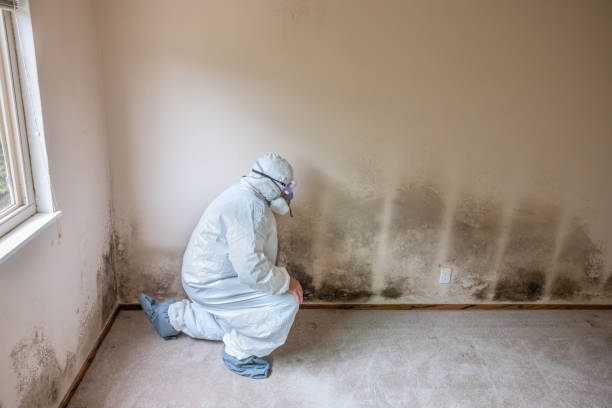 Best Mold Remediation for Schools in Granite Quarry, NC