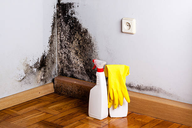 Best Insurance-Related Mold Remediation in Granite Quarry, NC